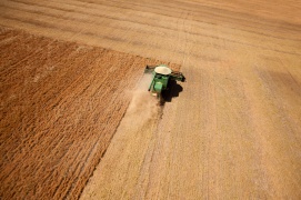 A combine harvesting a field of lentils on the prairie